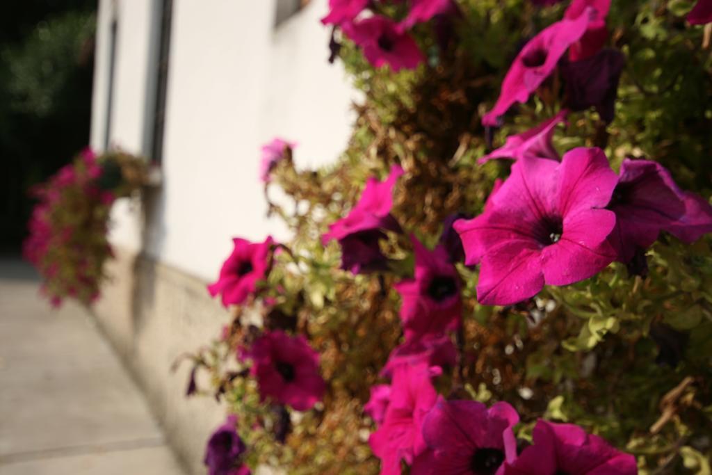 Corte Posta B&B - Parcheggio E Bagno In Camera มานโตวา ภายนอก รูปภาพ